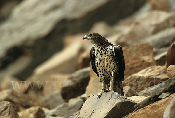 Habichtsadler (Aquila fasciata)