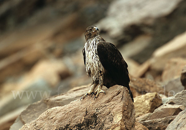 Habichtsadler (Aquila fasciata)