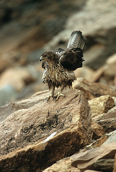 Habichtsadler (Aquila fasciata)