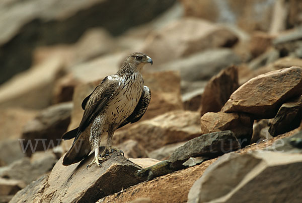 Habichtsadler (Aquila fasciata)