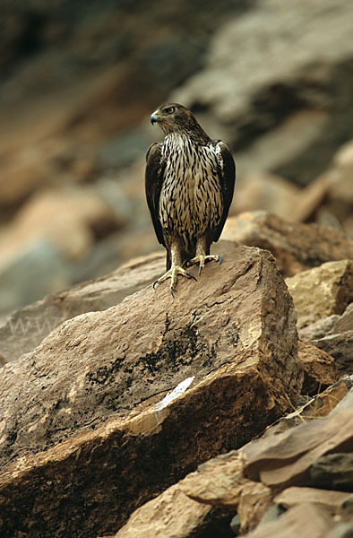 Habichtsadler (Aquila fasciata)