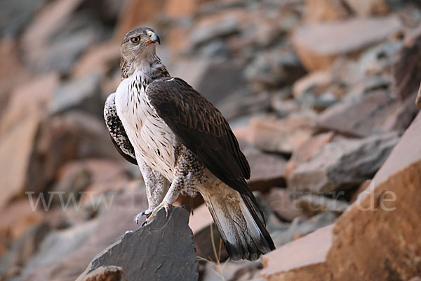 Habichtsadler (Aquila fasciata)