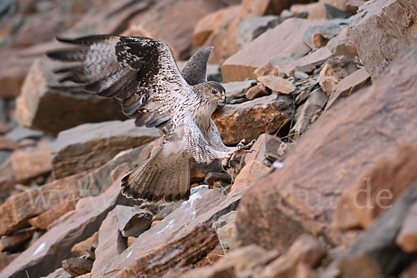 Habichtsadler (Aquila fasciata)