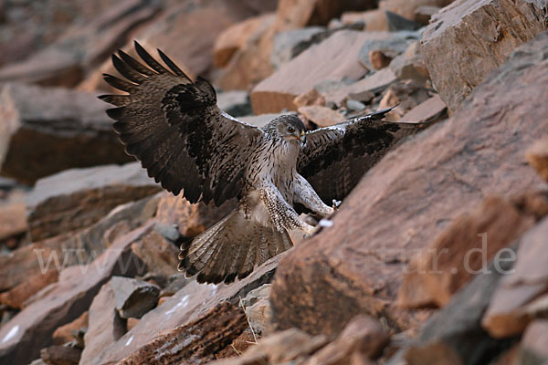 Habichtsadler (Aquila fasciata)