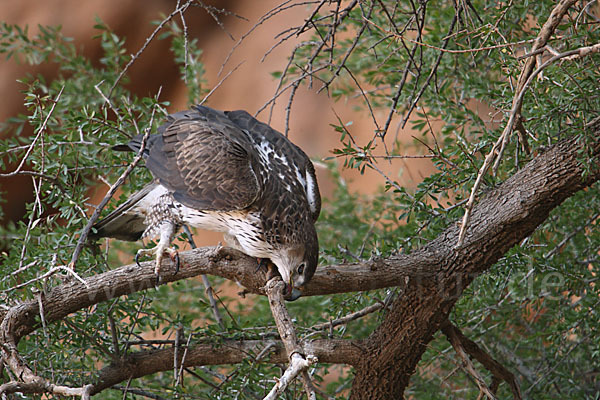 Habichtsadler (Aquila fasciata)