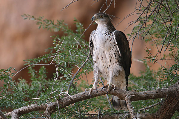 Habichtsadler (Aquila fasciata)