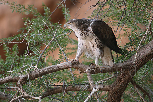 Habichtsadler (Aquila fasciata)