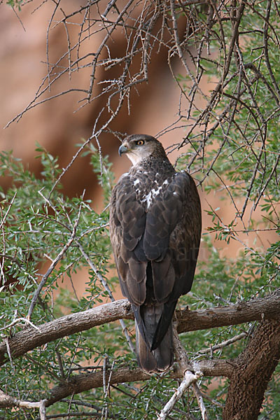 Habichtsadler (Aquila fasciata)