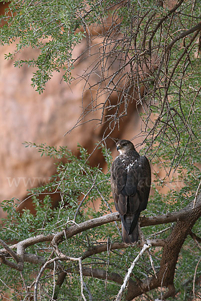 Habichtsadler (Aquila fasciata)