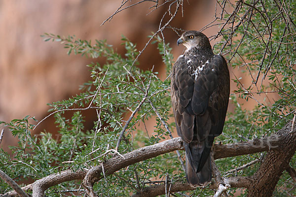 Habichtsadler (Aquila fasciata)