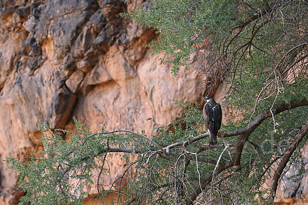 Habichtsadler (Aquila fasciata)