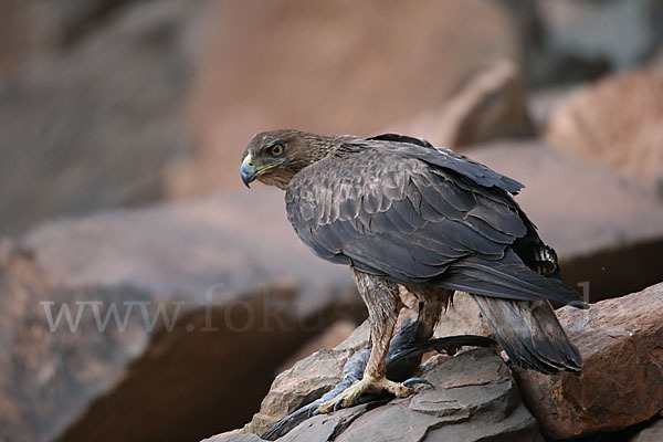 Habichtsadler (Aquila fasciata)