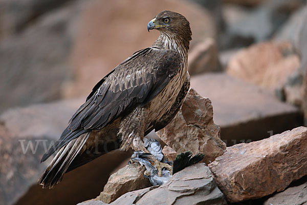 Habichtsadler (Aquila fasciata)