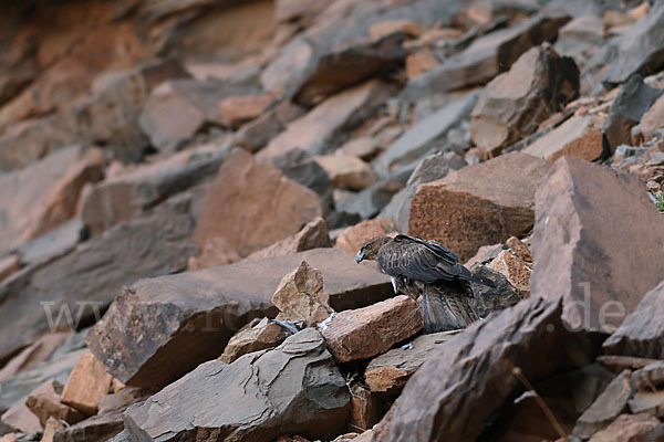 Habichtsadler (Aquila fasciata)