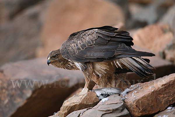 Habichtsadler (Aquila fasciata)