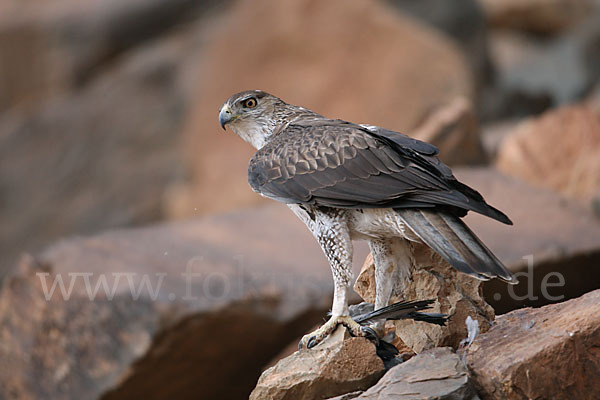 Habichtsadler (Aquila fasciata)