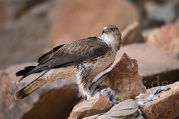 Habichtsadler (Aquila fasciata)