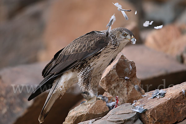 Habichtsadler (Aquila fasciata)