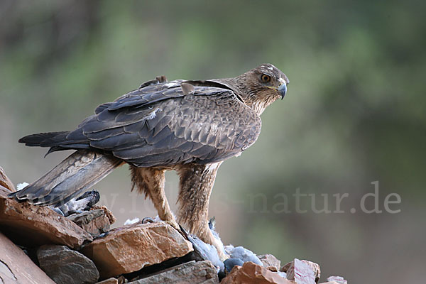 Habichtsadler (Aquila fasciata)