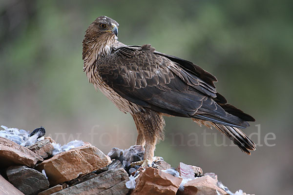 Habichtsadler (Aquila fasciata)