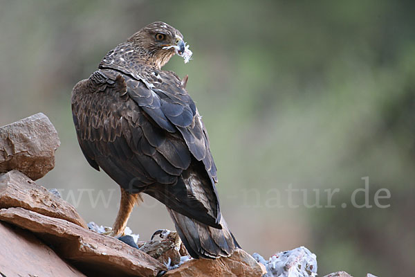 Habichtsadler (Aquila fasciata)