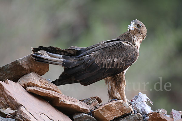 Habichtsadler (Aquila fasciata)