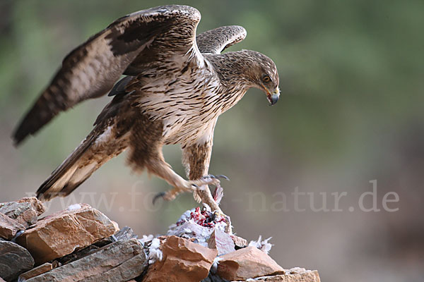 Habichtsadler (Aquila fasciata)