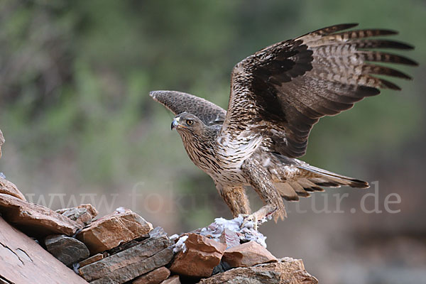 Habichtsadler (Aquila fasciata)