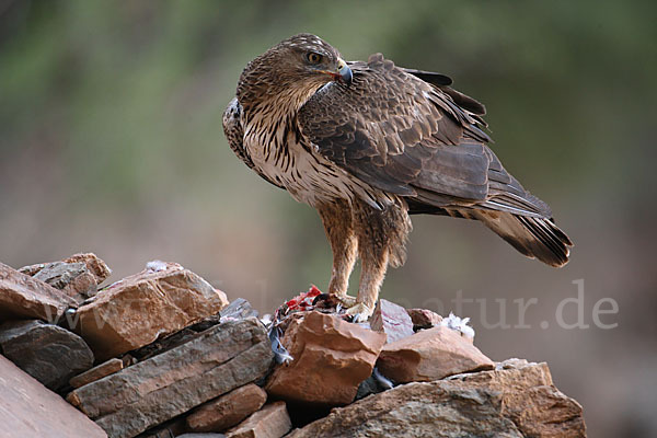 Habichtsadler (Aquila fasciata)