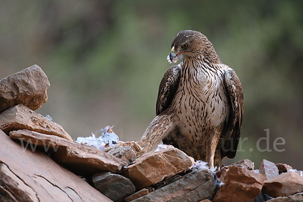 Habichtsadler (Aquila fasciata)