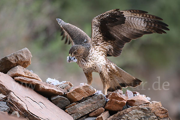 Habichtsadler (Aquila fasciata)