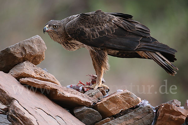 Habichtsadler (Aquila fasciata)