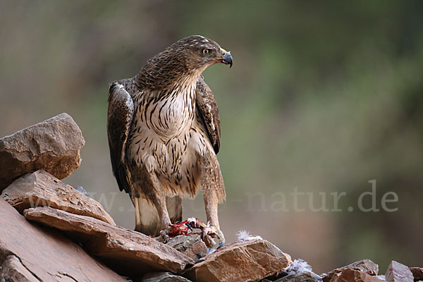 Habichtsadler (Aquila fasciata)