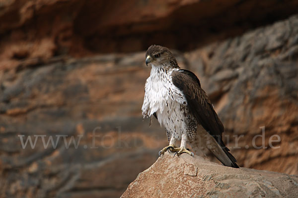 Habichtsadler (Aquila fasciata)