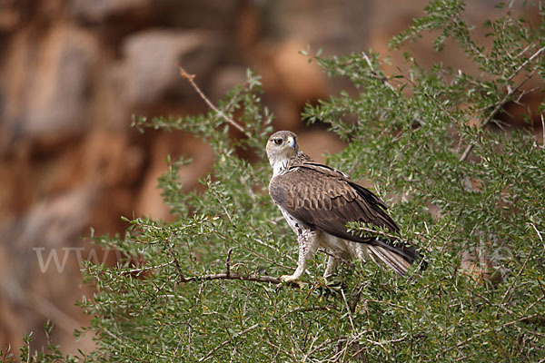 Habichtsadler (Aquila fasciata)