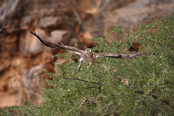 Habichtsadler (Aquila fasciata)