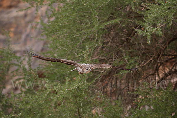 Habichtsadler (Aquila fasciata)