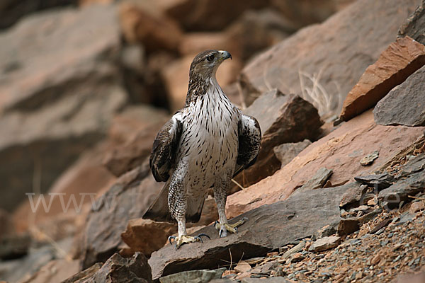 Habichtsadler (Aquila fasciata)