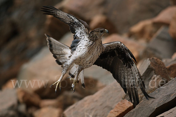 Habichtsadler (Aquila fasciata)