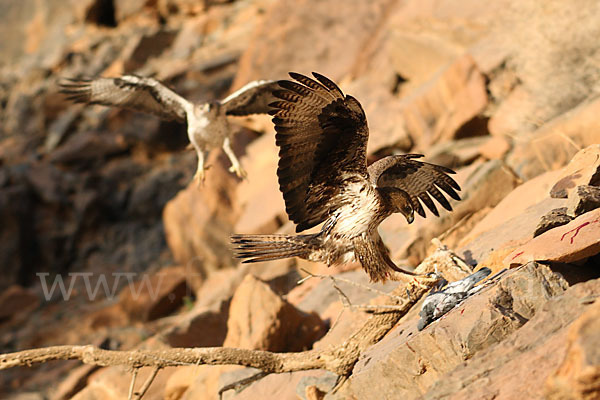 Habichtsadler (Aquila fasciata)