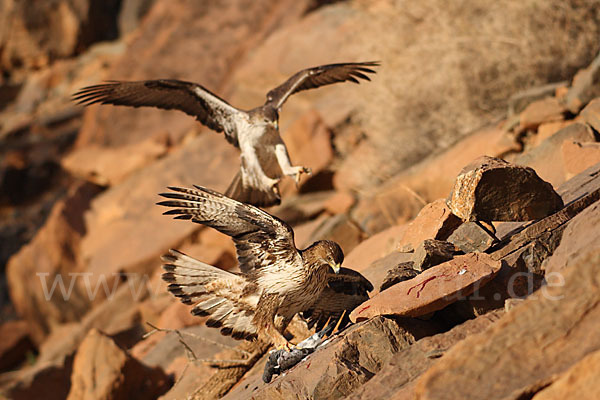 Habichtsadler (Aquila fasciata)