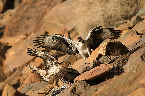 Habichtsadler (Aquila fasciata)