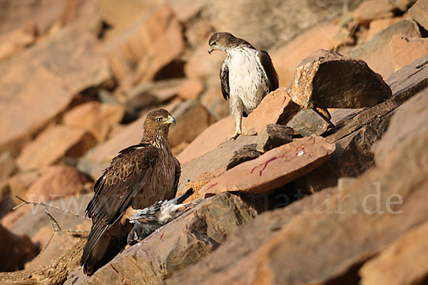 Habichtsadler (Aquila fasciata)