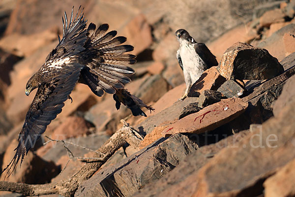 Habichtsadler (Aquila fasciata)