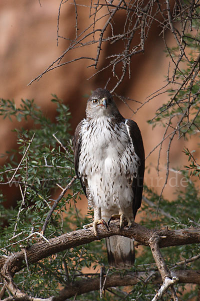 Habichtsadler (Aquila fasciata)