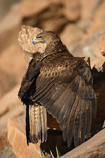 Habichtsadler (Aquila fasciata)