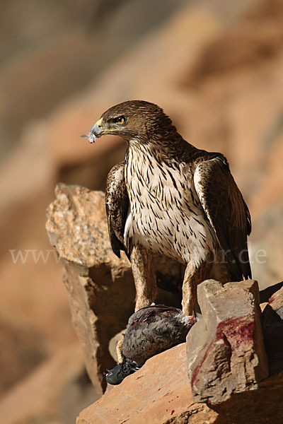 Habichtsadler (Aquila fasciata)