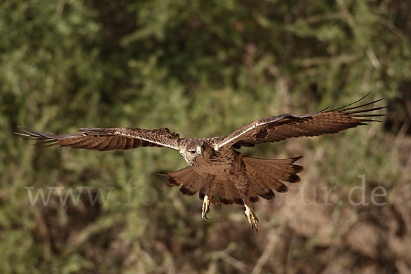 Habichtsadler (Aquila fasciata)