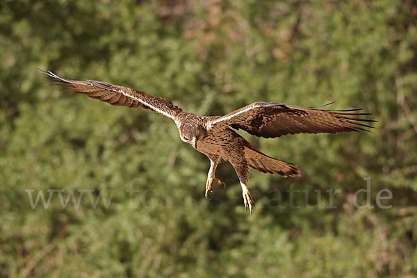 Habichtsadler (Aquila fasciata)