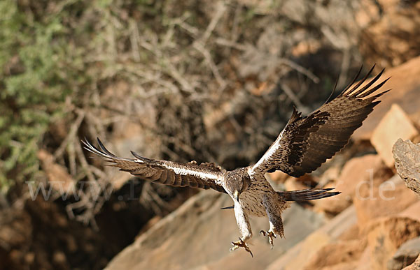 Habichtsadler (Aquila fasciata)